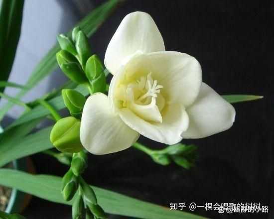 有哪些花是晚上盛开的? - 知乎