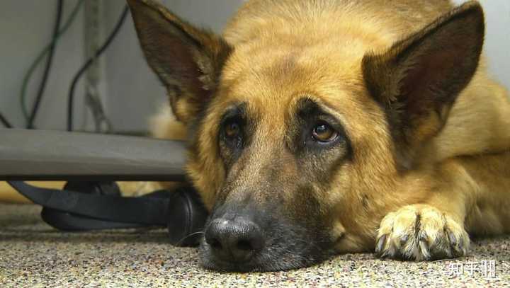 A dog resting, with a caption explaining that a persistent, dry cough can be an unexpected sign of roundworm larval migration to the lungs.