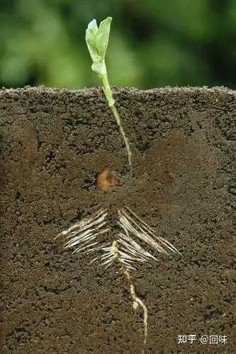 植物的根部如何适应不同环境? - 知乎