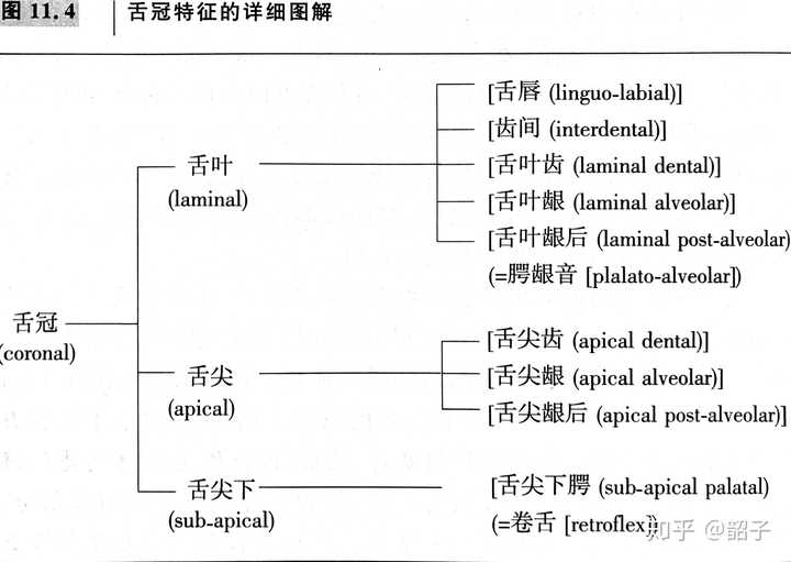 ‘卷舌音’与‘翘舌音’有何异同？ - 知乎
