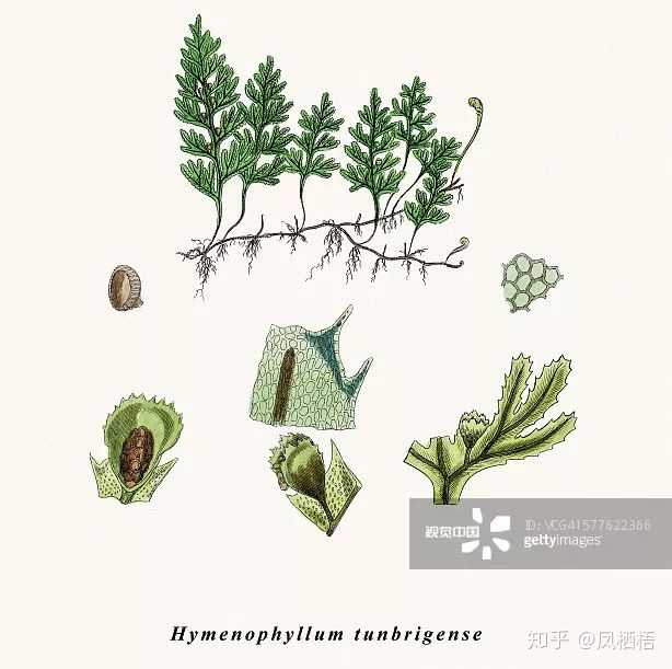 蕨类植物孢子如何发芽？ - 知乎