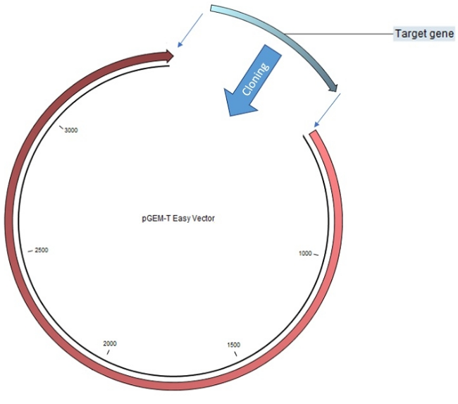 Qpcr Vector qPCR绝对定量如何构建标准曲线? - 知乎