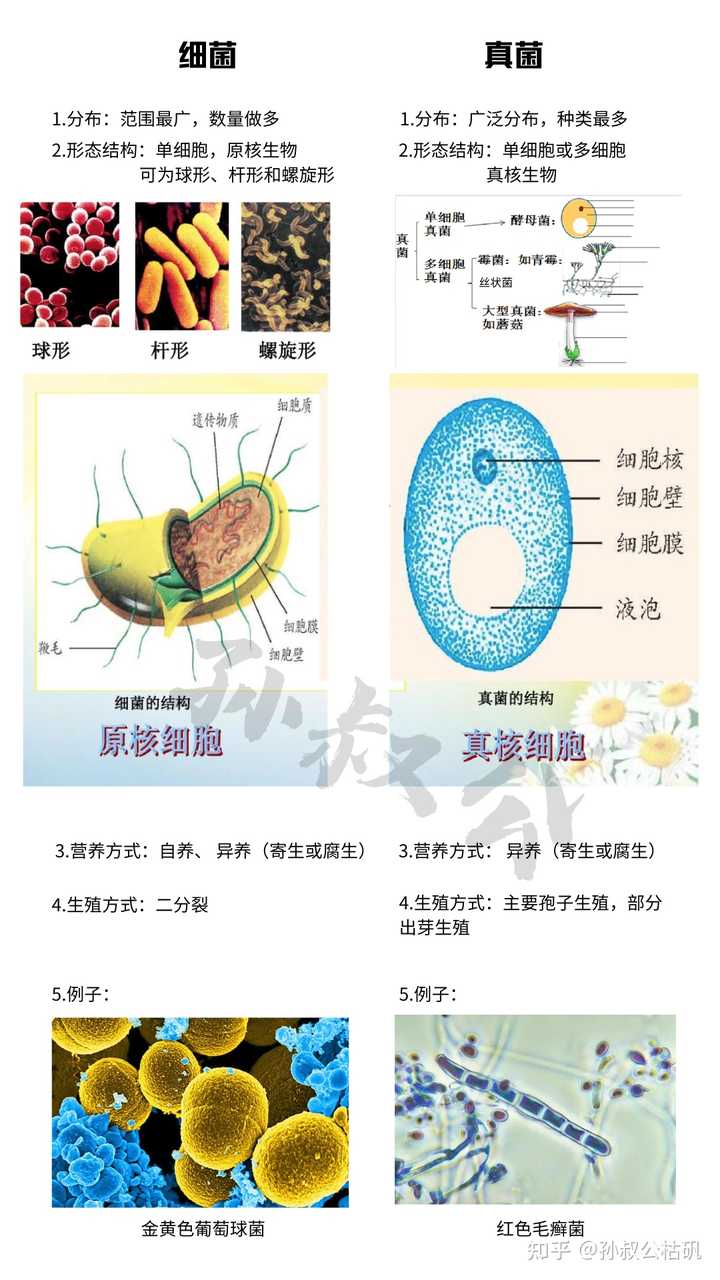 如何区别细菌和真菌? - 知乎