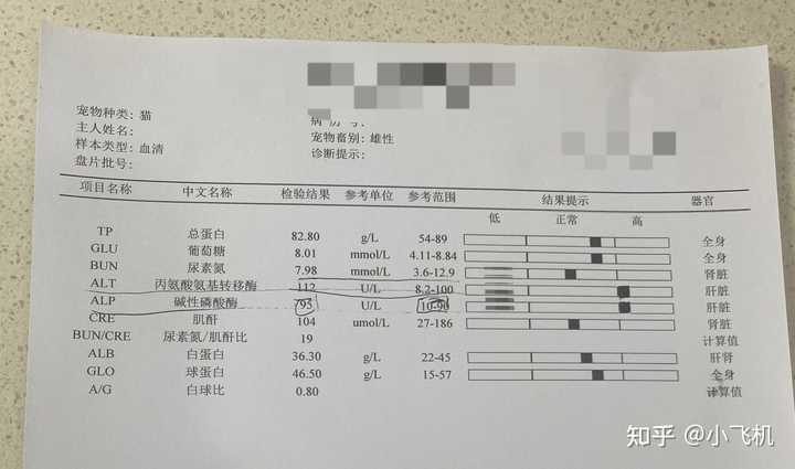 有猫咪百合中毒生还的么 小飞机的回答 知乎