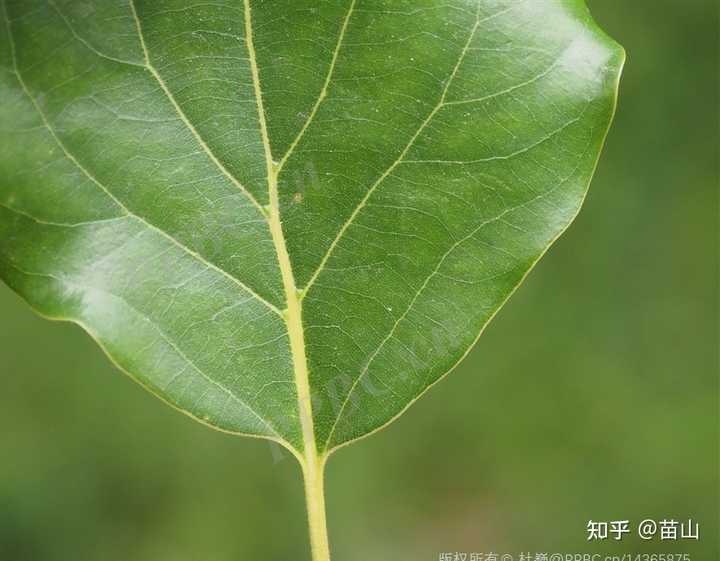植物大佬们,我突然发现樟(香樟)和油樟好难区分,有谁可以告诉我? - 知乎