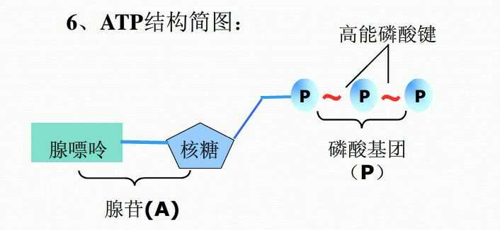 如果吃一小勺 ATP 会怎样？ - 知乎