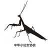 炽天使