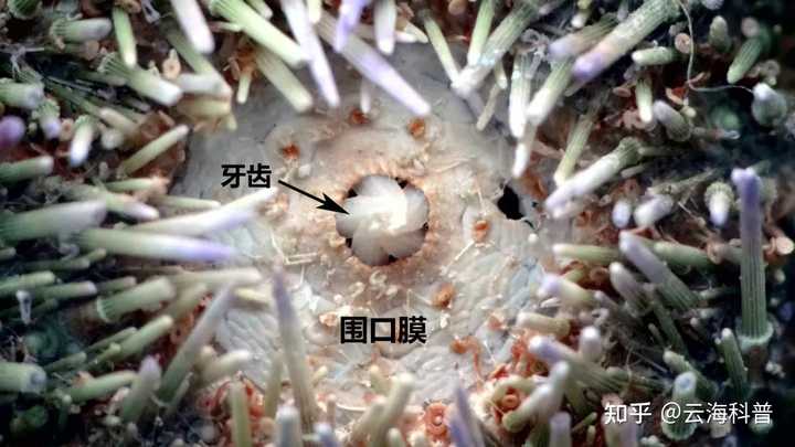 海胆怎么吃东西?吃什么? - 知乎