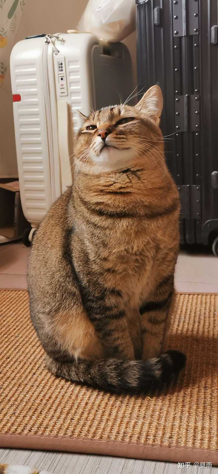 养雀猫(麻猫)是一种怎样的体验? - 知乎