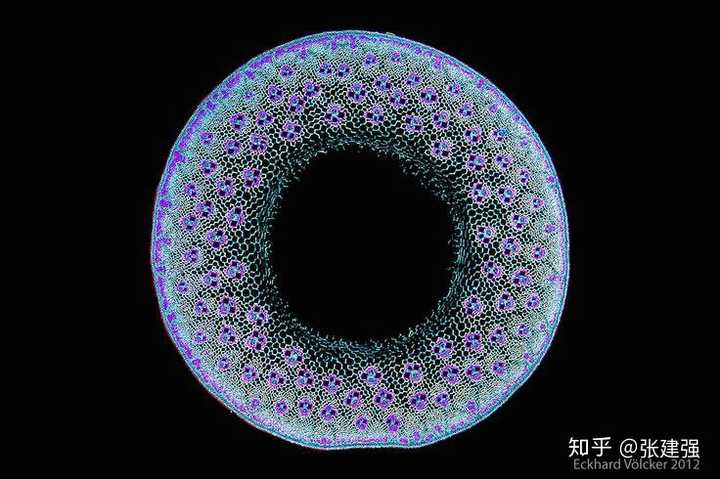 竹子在分类学上属于草(草本植物)还是树(木本植物)? - 知乎