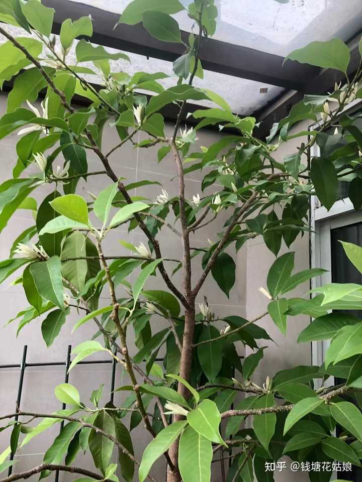 白兰树能在庭院种植吗?有哪些种植技巧? - 知乎