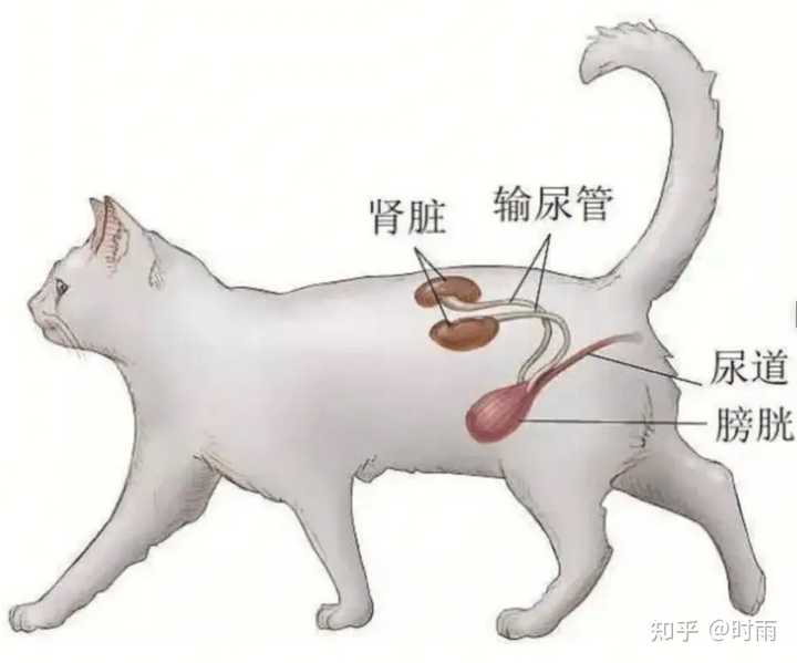 对于养猫新手来说,公猫和母猫哪个更好养? - 知乎