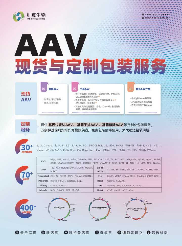 如何对腺相关病毒/AAV进行纯化? - 知乎