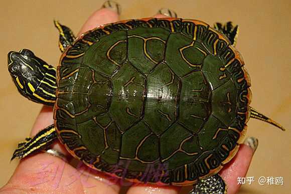常见的宠物龟品种有哪些？ - 知乎