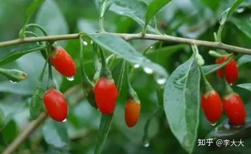 马兰头,枸杞头,荠菜,婆婆丁等野菜如何鉴别与采摘? - 知乎