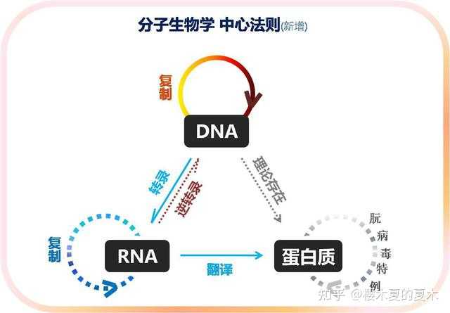 DNA 和 RNA 的区别有哪些？ - 知乎