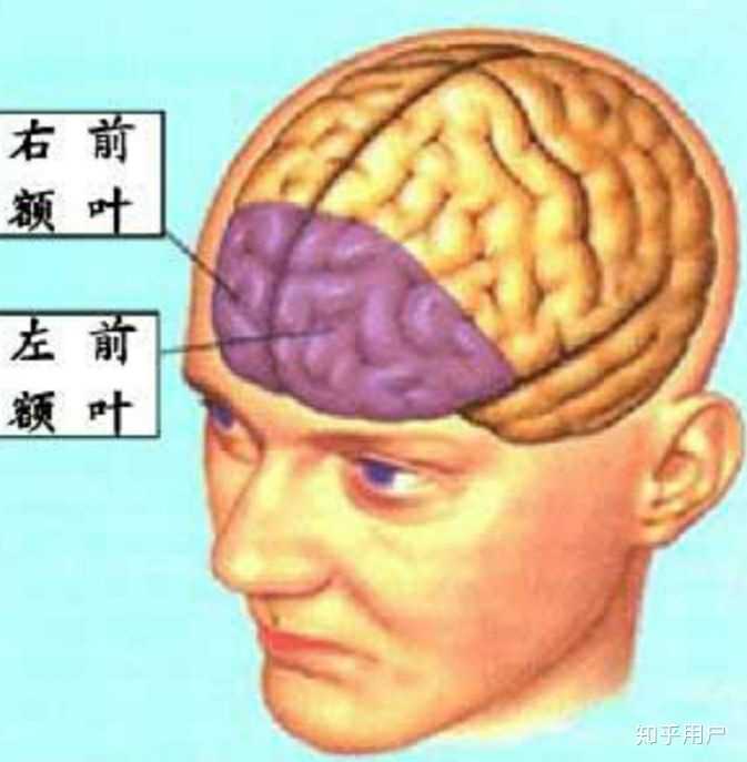 前额叶的功能是什么？ - 知乎