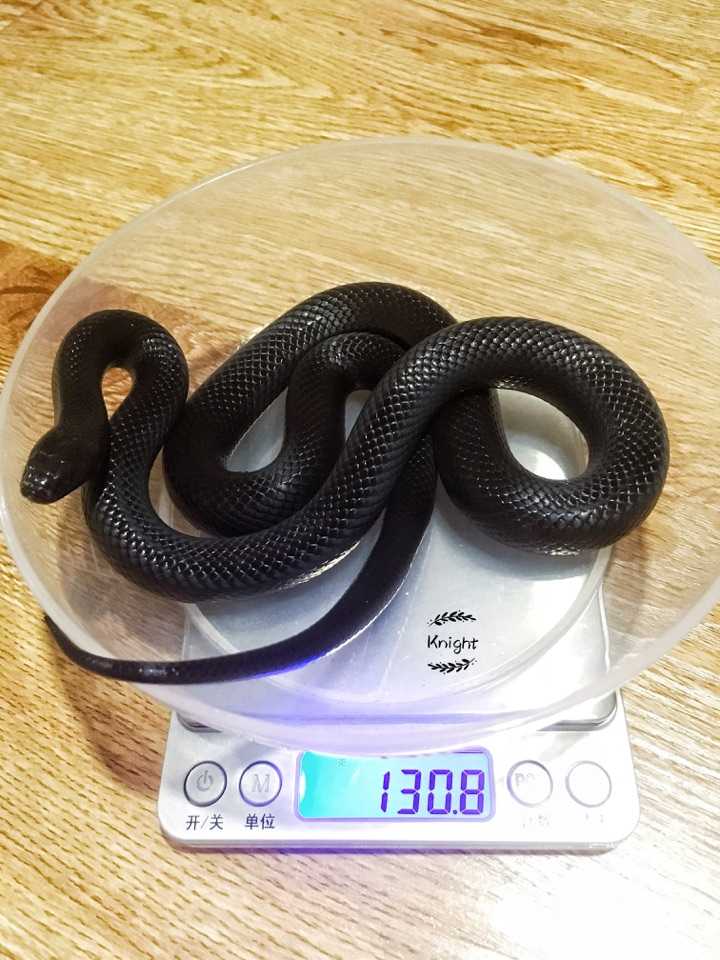 养蛇是一种怎样的体验 知乎