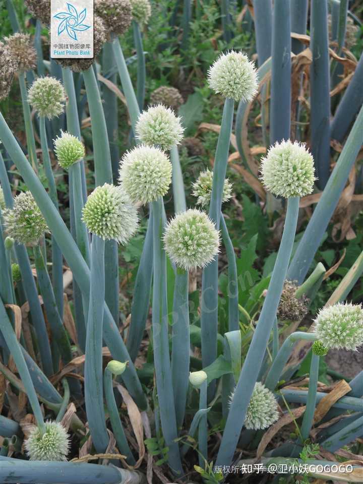 大葱,小葱,京葱,香葱,洋葱,红葱头,韭菜,大蒜,它们之间有什么联系? - 知乎