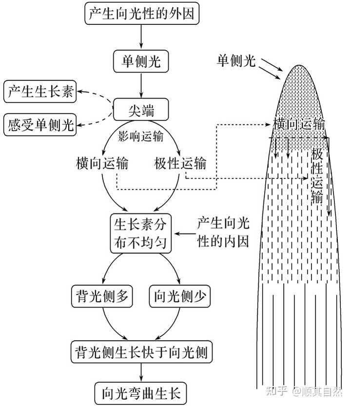植物生长素的生理作用及原理是什么? - 知乎