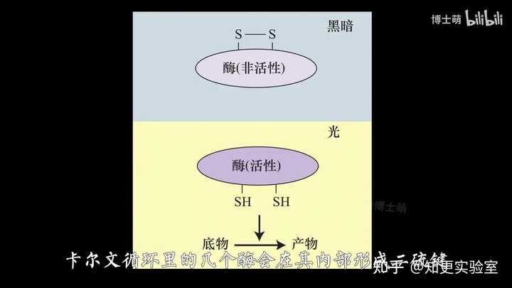 光合作用的机理是什么? - 知乎