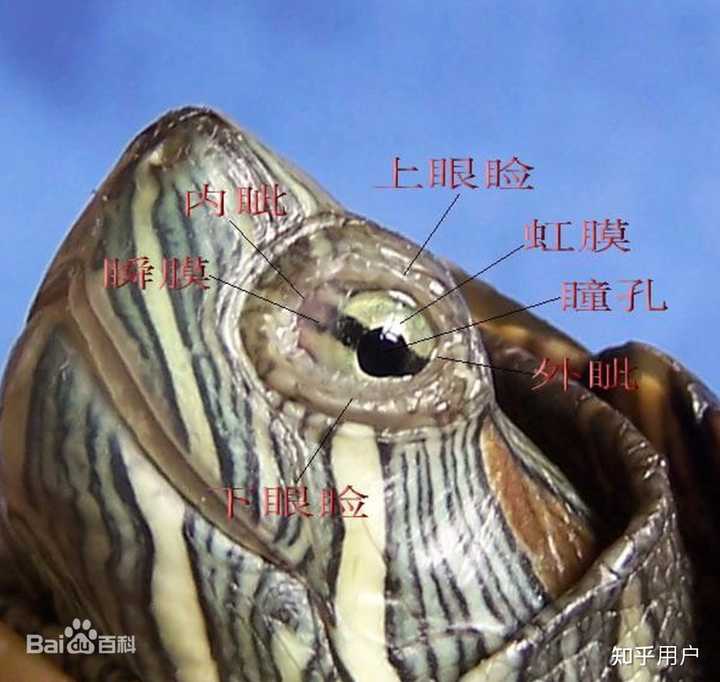 乌龟的生理构造是怎么样的？ - 知乎