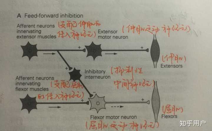 神经科学中的前馈抑制和反馈抑制应该如何理解? - 知乎