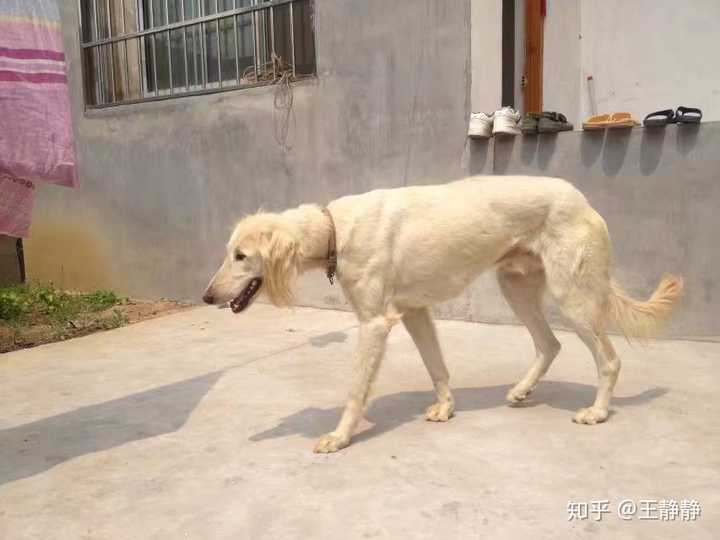 细狗为什么那么瘦? - 知乎