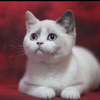 Gina