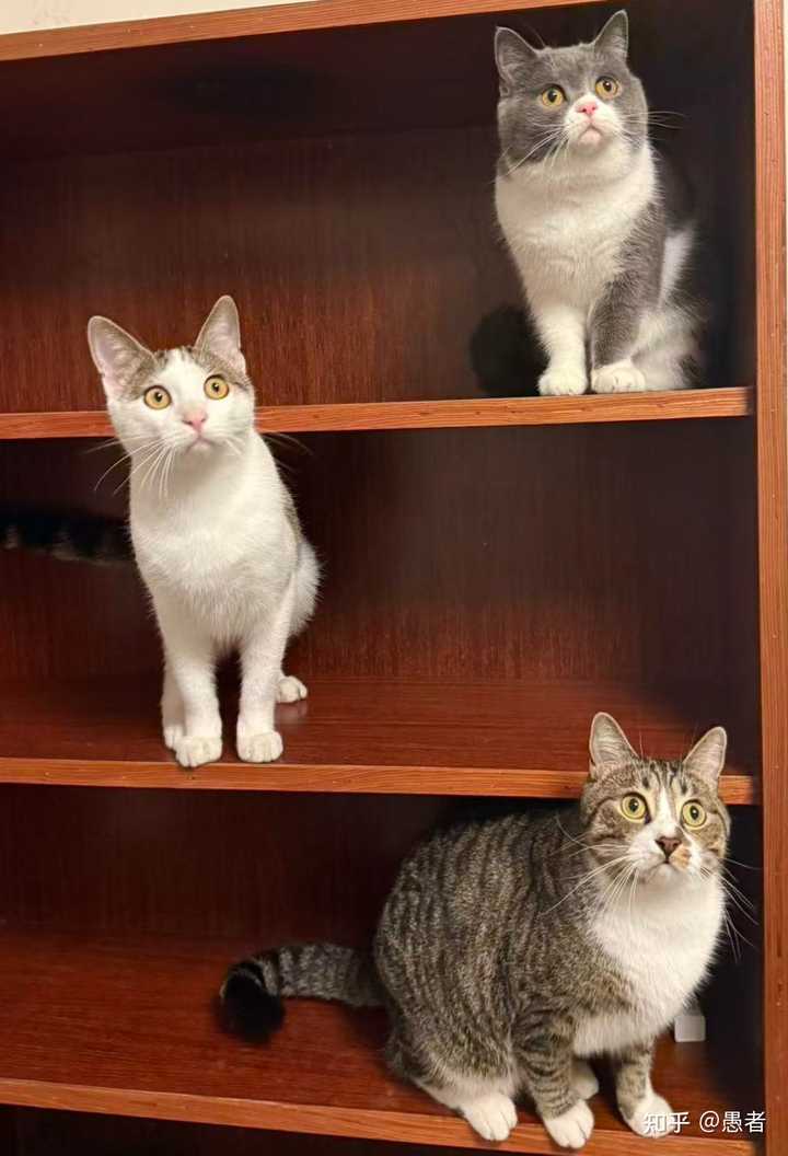 猫猫们一个人在家会想什么呢尤其是单猫家庭？ - 知乎