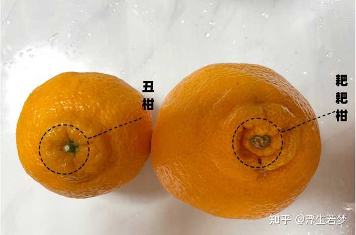 丑橘、粑粑柑感觉长得很像,它们到底有什么不同? - 知乎