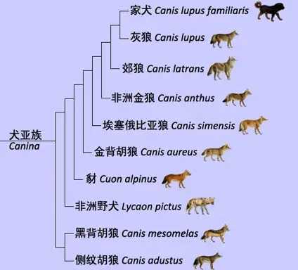 狼和狗是同一个物种吗?狼和狗有没有生殖隔离? - 知乎