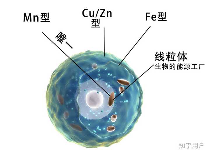 超氧化物歧化酶(Sod)是什么? - 知乎
