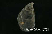 淡菜、海虹、青口是同一种东西吗? - 知乎