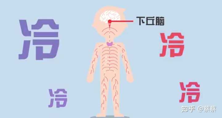 人紧张或寒冷时为何会牙齿打颤(寒颤)?其涉及的体温调节中枢与骨骼肌收缩的协同机制是什么? - 知乎