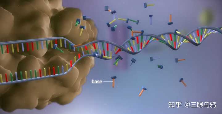 美国分子生物学家、DNA 双螺旋结构发现者沃森去世,如何理解他一生的贡献? - 知乎