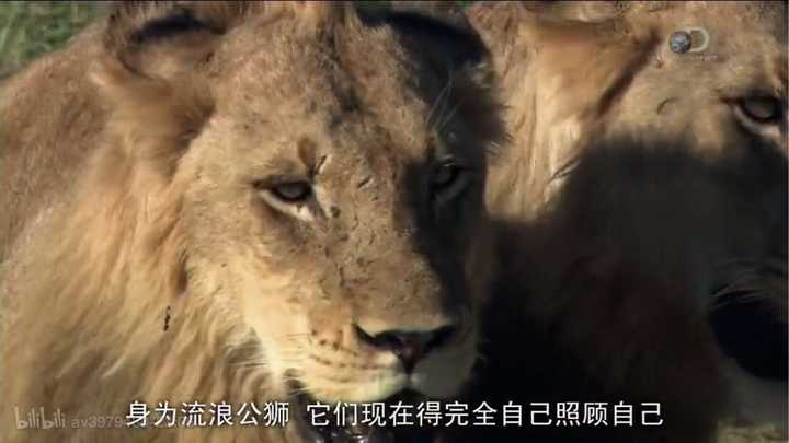 为何狮群中的狮王是公狮子？ - 知乎