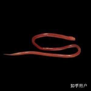 请问黄鳝属于蛇类吗? - 知乎