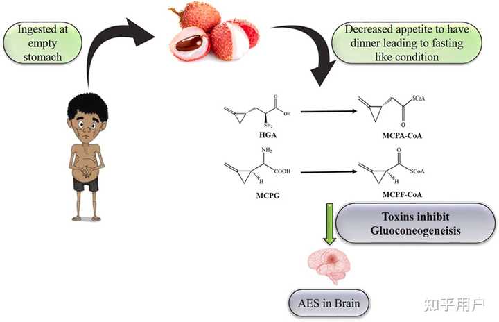 少年贪食荔枝后昏迷,确诊为「荔枝病」引发低血糖,为何荔枝是高糖水果会导致低血糖?其他水果也会这样吗? - 知乎