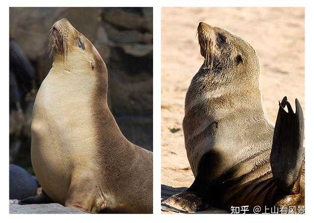 如何详细区分海象、海狮、海豹、儒艮、海牛、海狗? - 知乎