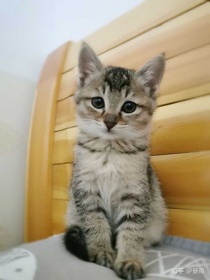 养雀猫(麻猫)是一种怎样的体验? - 知乎