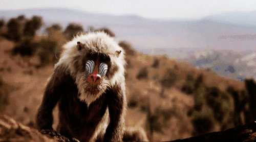 狮子王里的拉菲奇是猴狒狒还是山魈