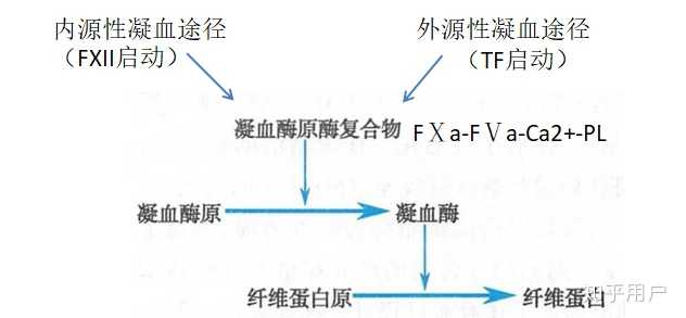 请问人体中存在凝血因子,那血液是如何流动的阿?血液中又有抗凝物质,伤口出血又如何凝固? - 知乎