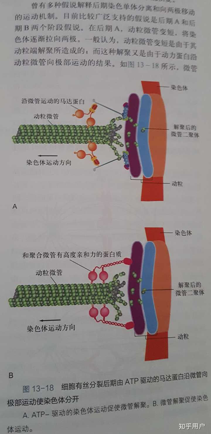 在有丝分裂前期,动粒和微管正极结合,那微管是怎么延长,推动染色体达到赤道板的? - 知乎