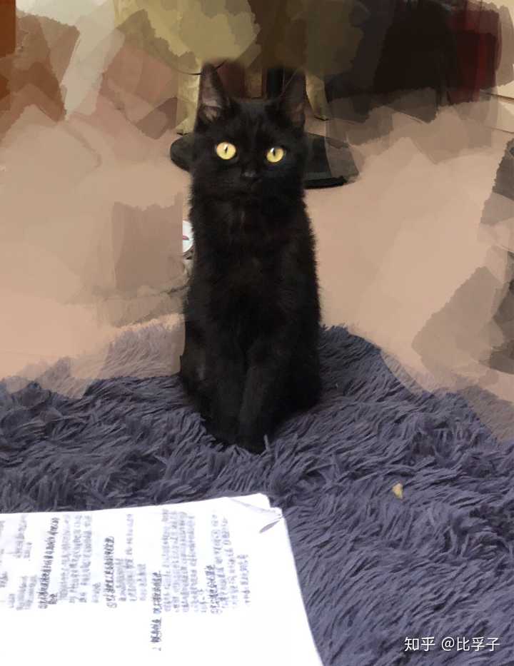 什么是玄猫，什么样的人适合养玄猫，有什么禁忌吗？ - 知乎