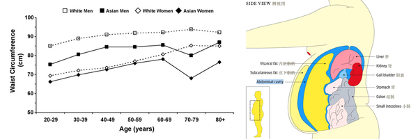 中年人怎么锻炼可以减掉大肚腩？