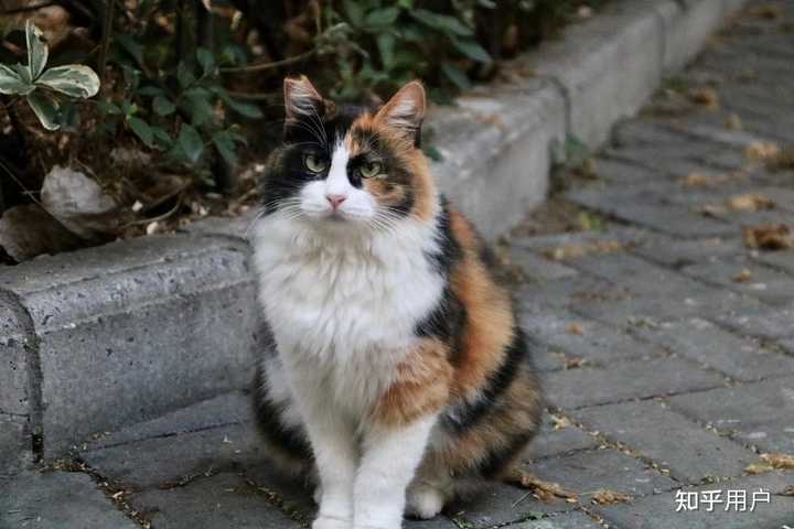 为什么三花猫是猫咪眼中的顶级大美人?有什么依据吗? - 知乎