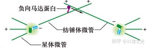 请详细阐释动物细胞有丝分裂前期和中期纺锤体微管组装的特点和分子机制? - 知乎