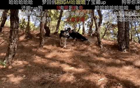 动图封面