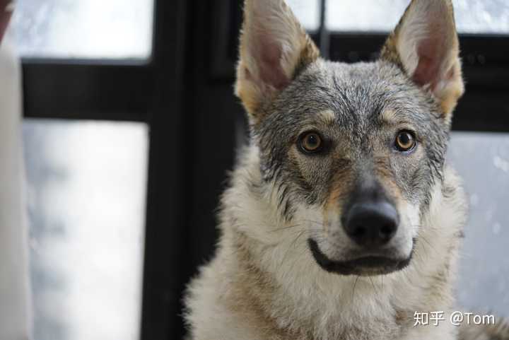 养捷克狼犬是怎样一种体验? - 知乎